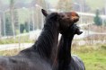 /album/fotogaleria-nasi-vymyselnici-a-ich-sibalstva/a10906343-10202118799690261-8000127378748154321-n-1-jpg/